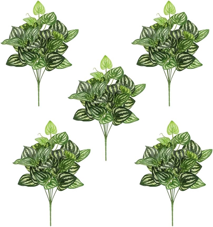 5 pçs melancia peperomia plant - Peperomia Watermelon avaliação e preço