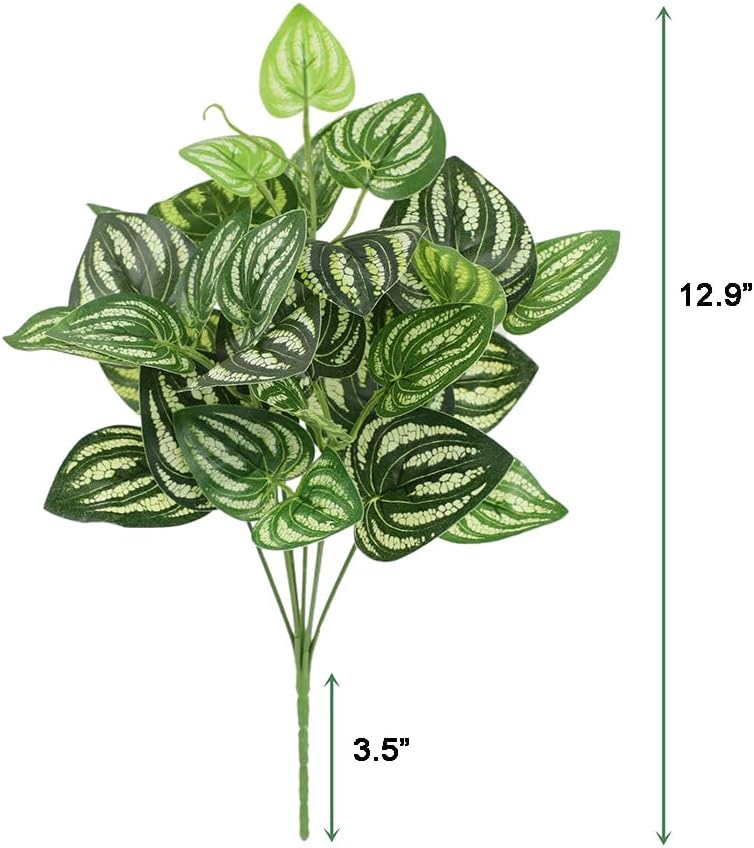 5 pçs melancia peperomia plant - Peperomia Watermelon avaliação e preço